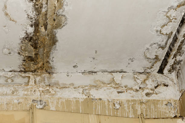 Best Flood Damage  in Bellview, FL