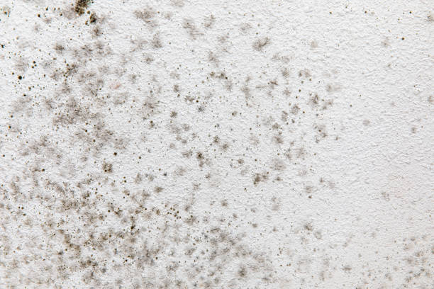 Best Forensic Mold Investigation  in Bellview, FL