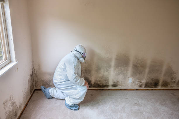Best Airborne Mold Testing  in Bellview, FL