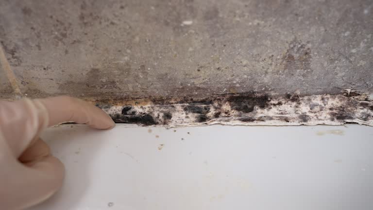 Mold Removal for HVAC Installations in Bellview, FL