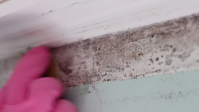 Professional Mold Removal in Bellview, FL